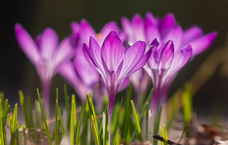 Crocuses