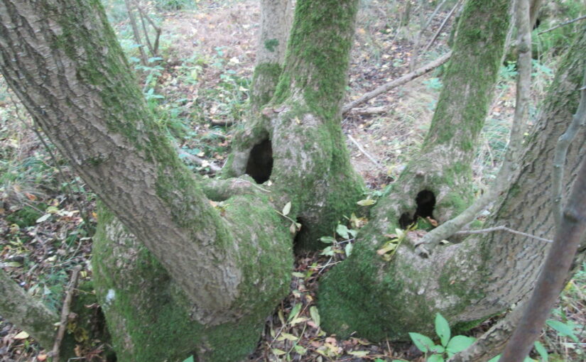 Detail: Woodland Walk - near Hornton-cum-Studley, Oxfordshire, UK on 11 October 2021