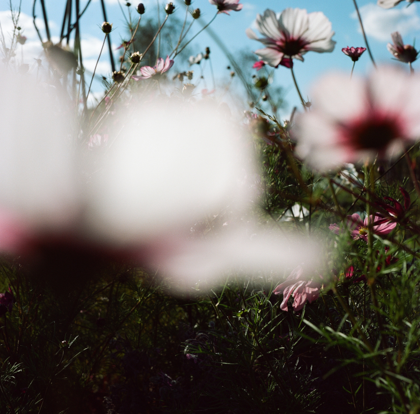 Colourfields #127.245-5349-2025-09