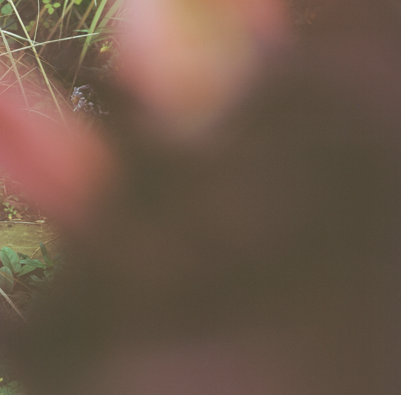 Colourfields #235.365-5497-2025-12