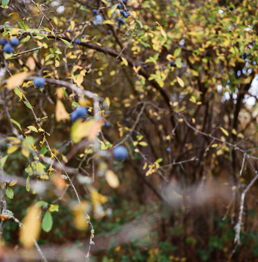 Colourfields #235.376-5515-2025-01