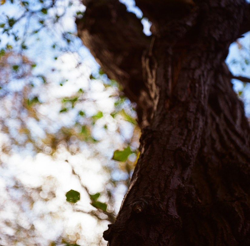 Colourfields #235.376-5515-2025-07