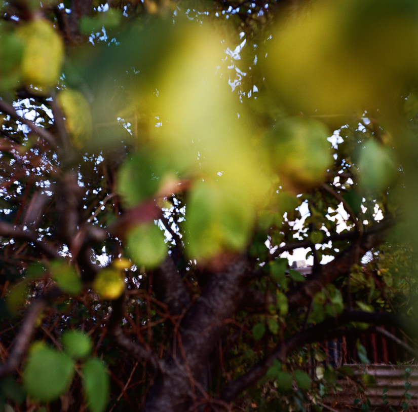 Colourfields #235.393-5615-2025-03