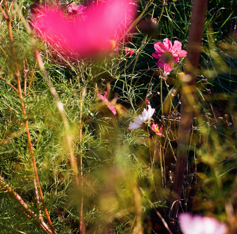 Colourfields #235.393-5615-2025-07