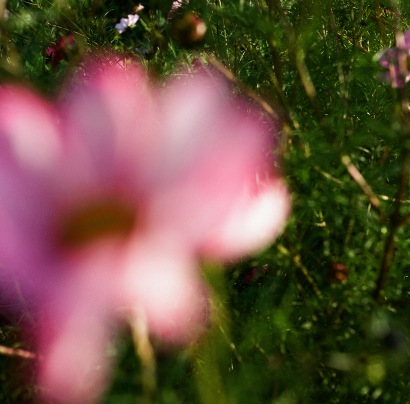 Colourfields #235.393-5615-2025-09