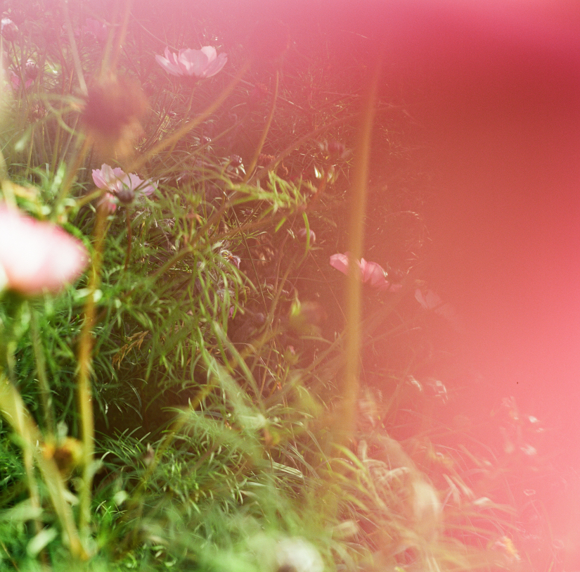 Colourfields #235.393-5615-2025-11