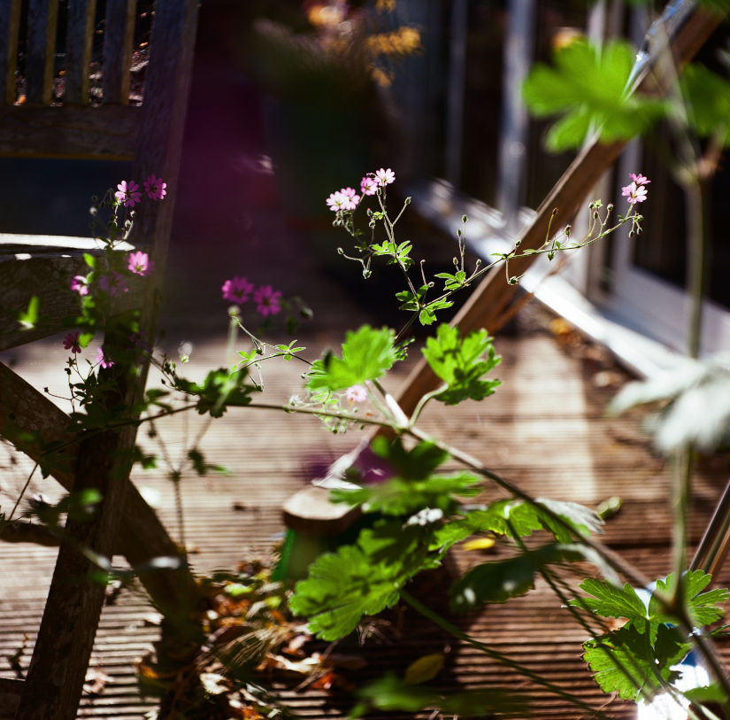 Colourfields #235.393-5616-2025-08