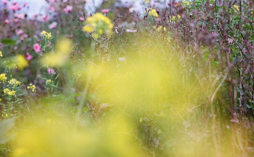 Colourfields Gallery 2