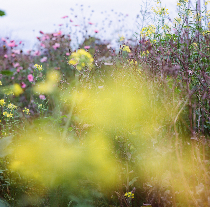 Colourfields #235.416-5724-2025-01