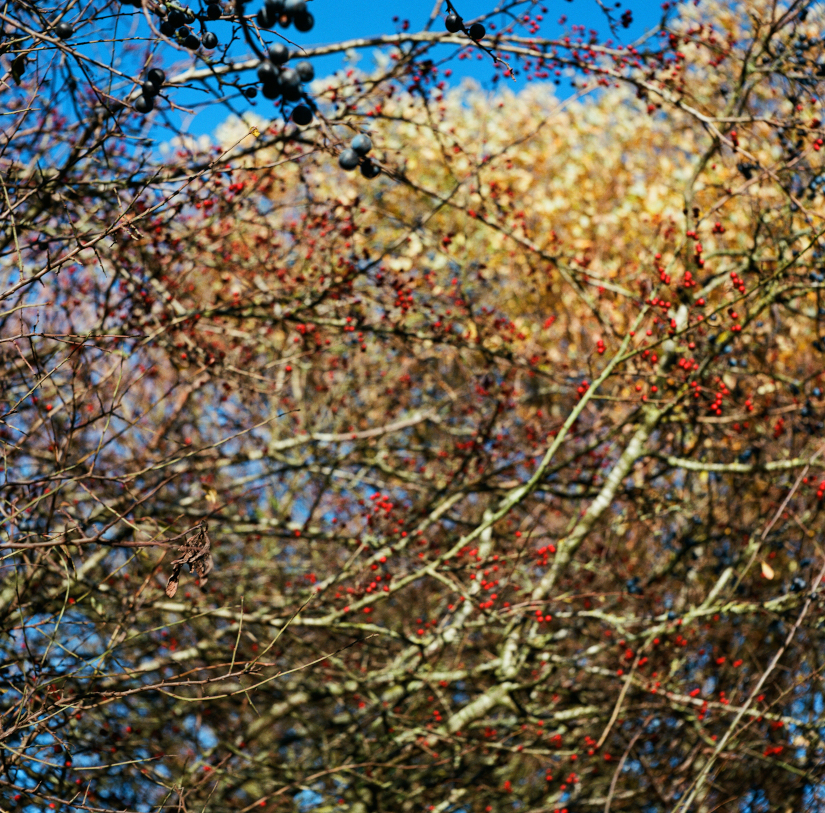 Colourfields #235.439-1477-2025-01