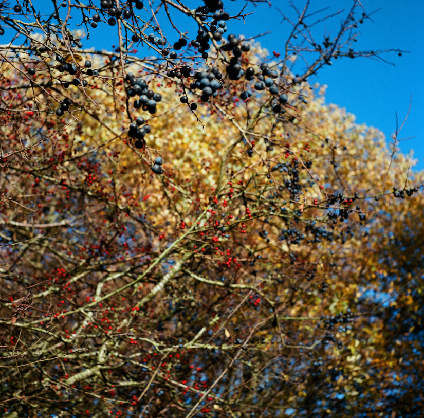 Colourfields #235.439-1477-2025-02