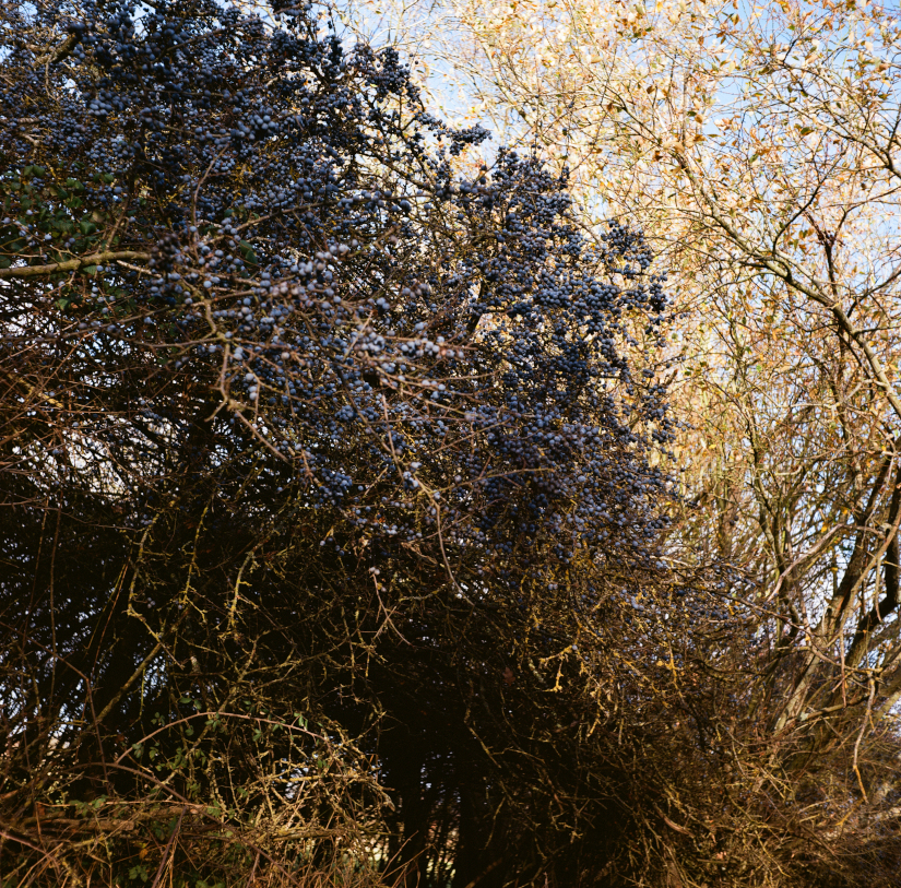 Colourfields #235.674-5856-2025-08