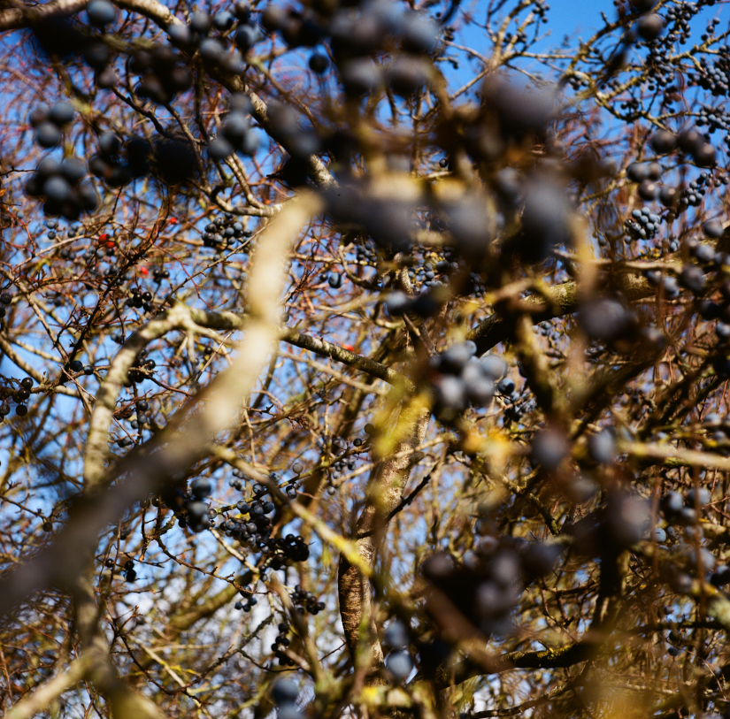 Colourfields #235.674-5856-2025-11