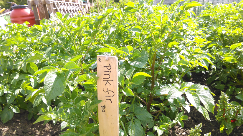 Dan's potato crop trial, June 2024, East Ward Allotments, Oxford, UK