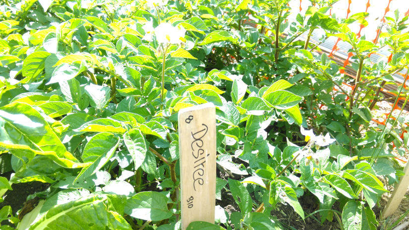 Part 1: Writing a literature review using AI (‘Artificial Intelligence’) – a case study – crop trials using charcoal/biochar and potatoes